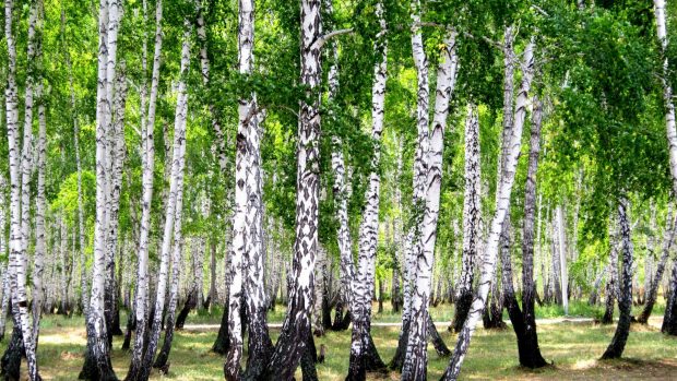 Birch forest hd 1080p wallpapers download.