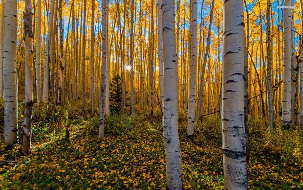 Birch forest tree nature 1920x1200 wallpapers.