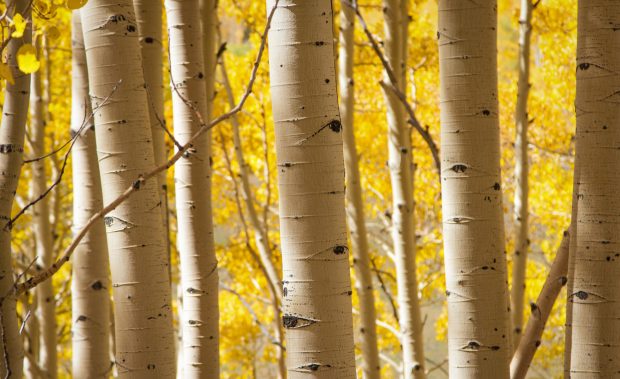 Birch trees wallpaper 1920x1200.