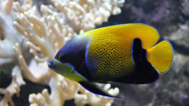 Blue Girdled Angelfish 1080p HD Background.