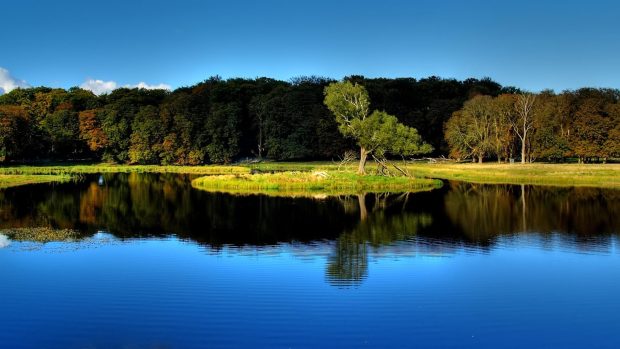 Blue Sky Forest Wallpaper HD.