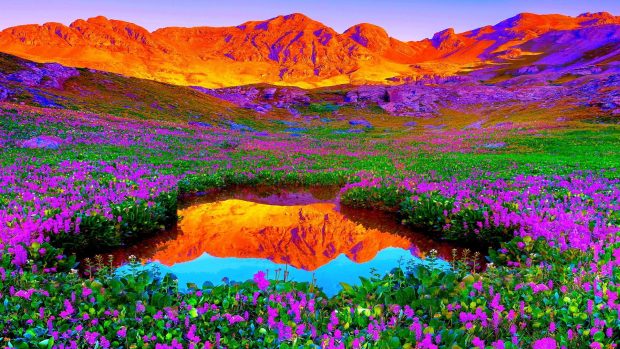 Brilliant Colors Of Nature HD Desktop Background