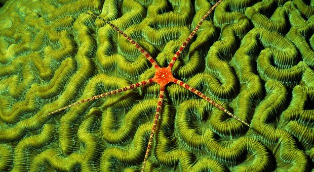 Brittlestar on brain coral images 1920x1080.