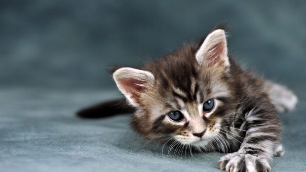 Cat Wallpaper 2560x1440 for Tablets.