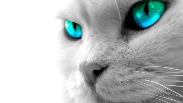 Cat blue eyes high definition photos.