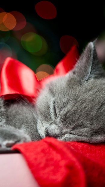 Cat sleeping on a christmas box iphone photos.