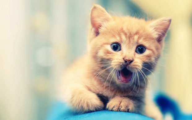 Cats adorable kitty beautiful cat animals cats kitten cute desktop backgrounds.