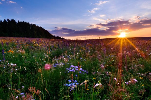 Colorado meadow sunset flowers images 2048x1365.
