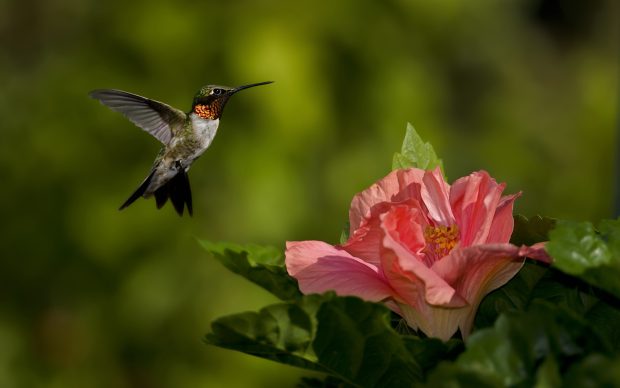 Colorful Hummingbirds Wallpaper.