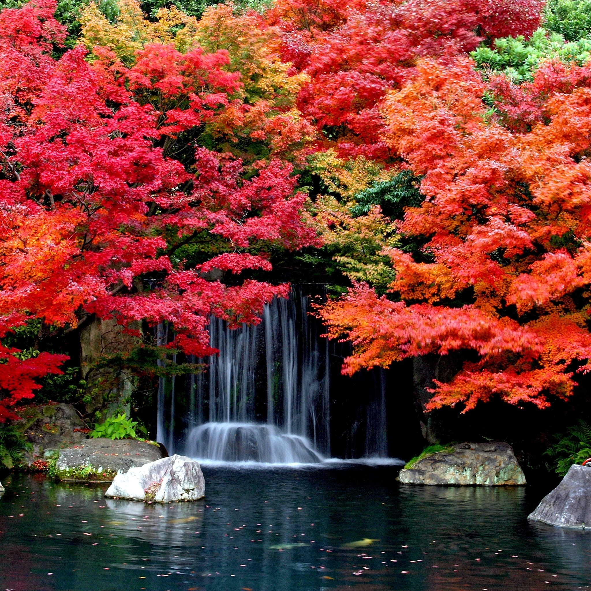 водопад осеь красные листья без смс
