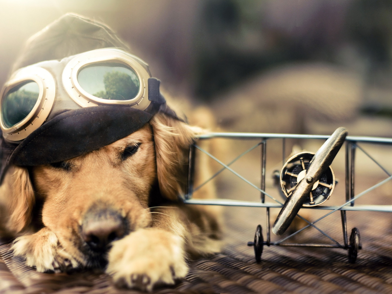 3100 Dog HD Wallpapers and Backgrounds