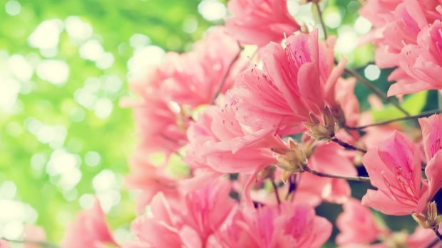 Cool Pink Flowers Background.