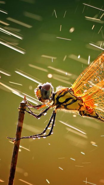 Cool Wing Dragonfly Background for Iphone.