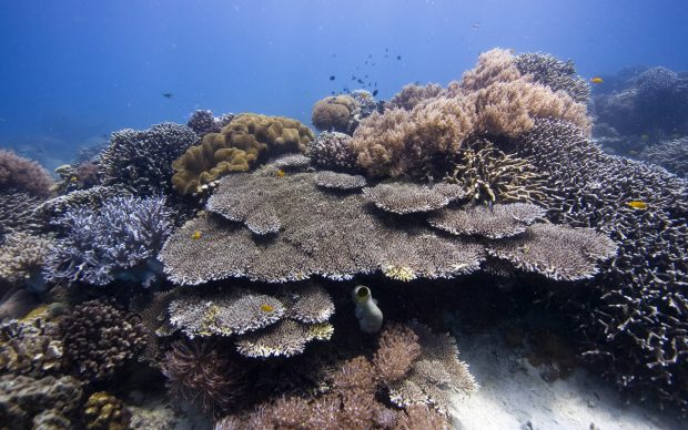 Coral Images.