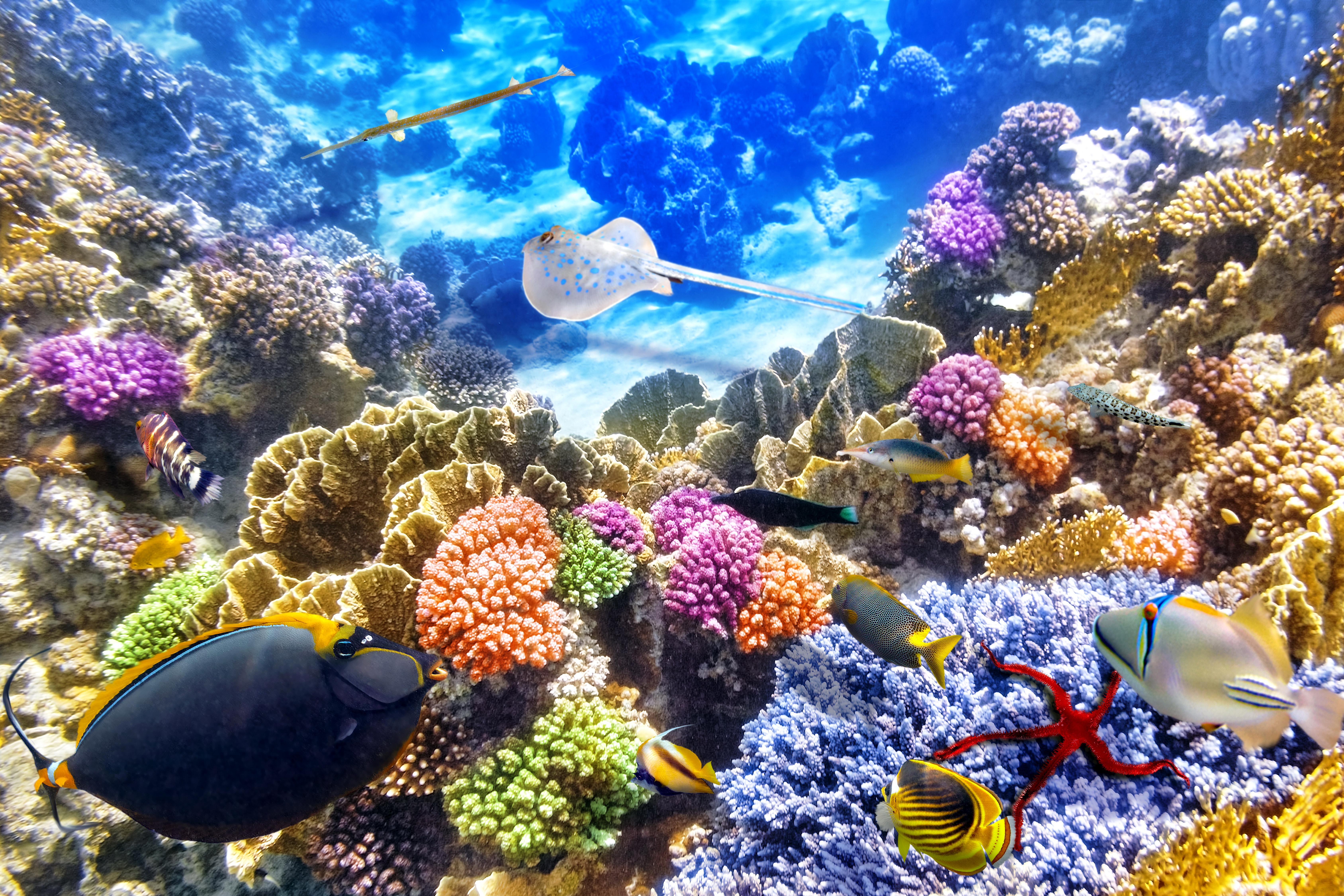 Download 55 Nursery Wallpaper Coral Terbaik - Posts.id