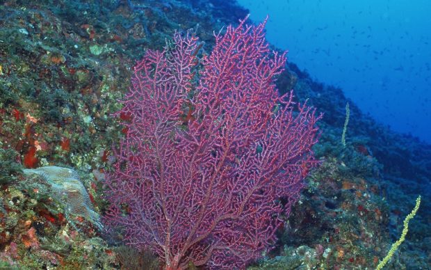Coral purple water backgrounds ocean underwater sea.