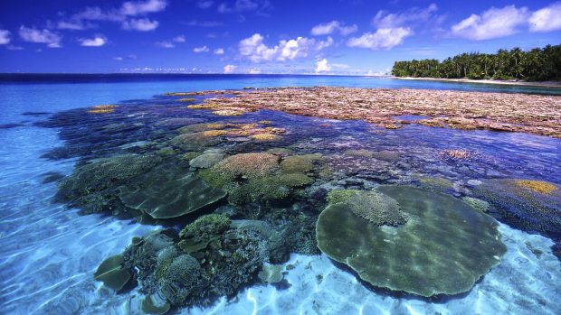 Coral reef free images.