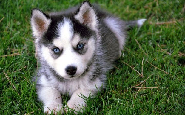 Cute Baby Siberian Husky Background.