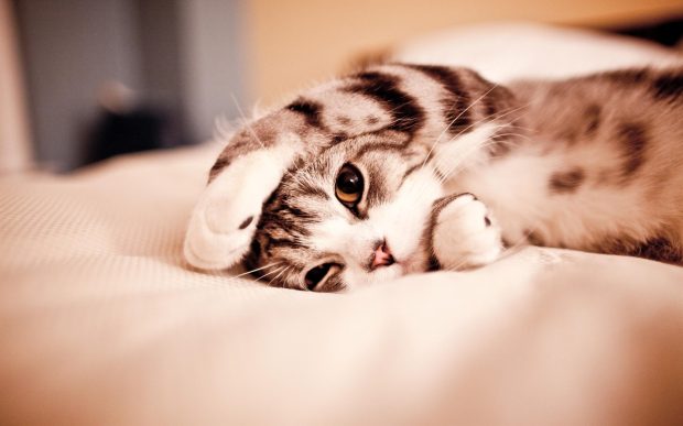 Cute Cat Sleep Wallpaper Desktop.