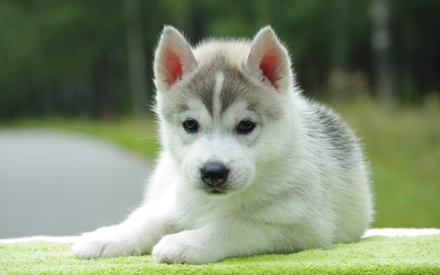 Cute Husky Puppies Wallpaper.