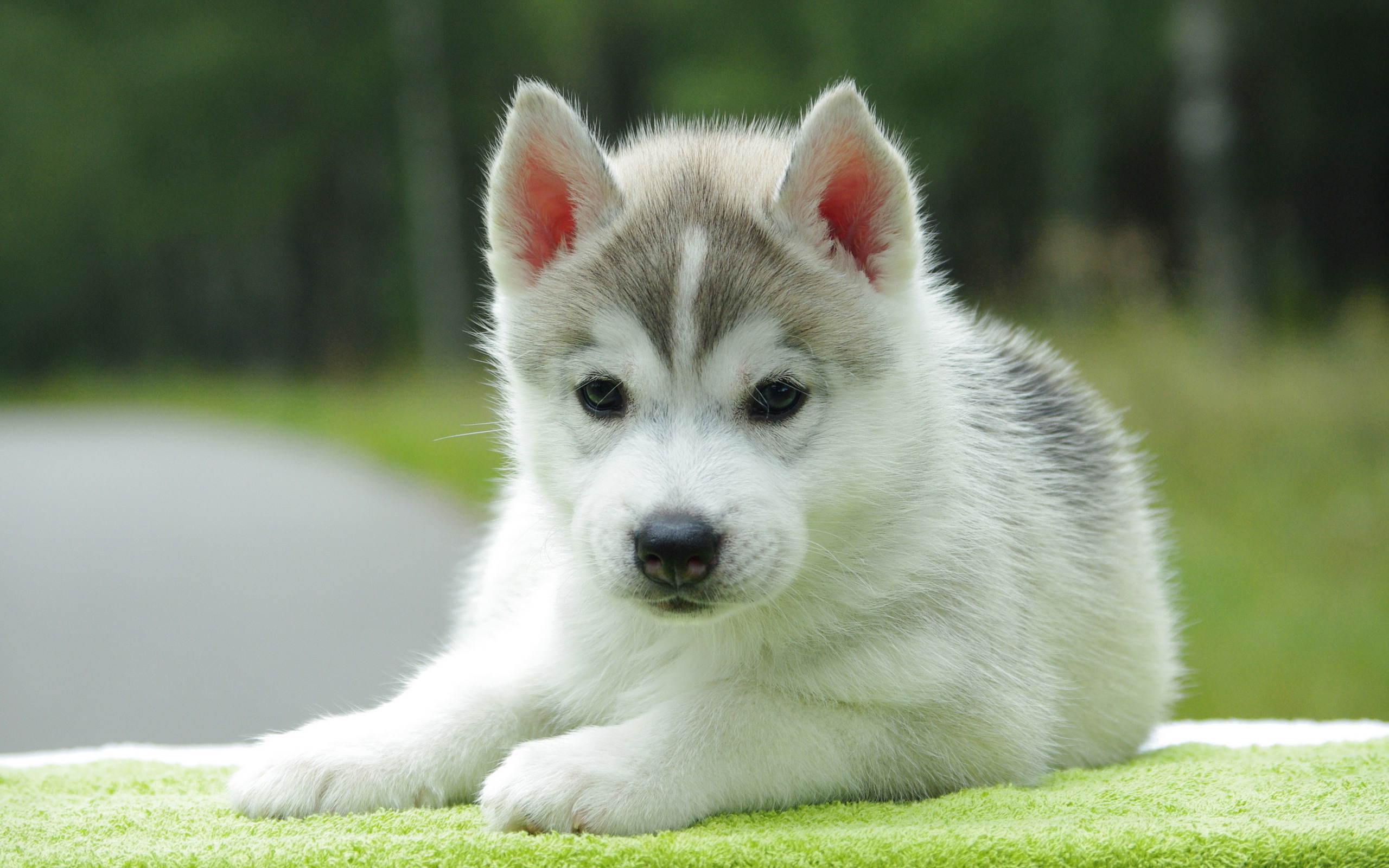 Free Download Cute Puppy Wallpapers