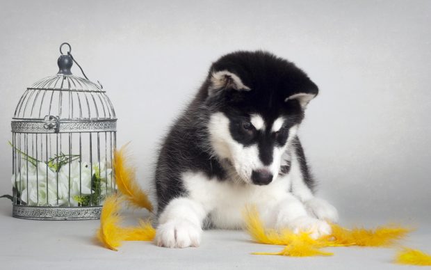 Cute Husky Puppy Background.