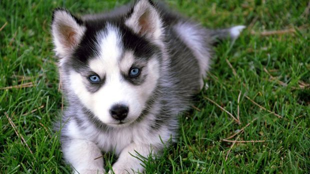 Cute Husky Puppy Wallpaper 1920x1080.