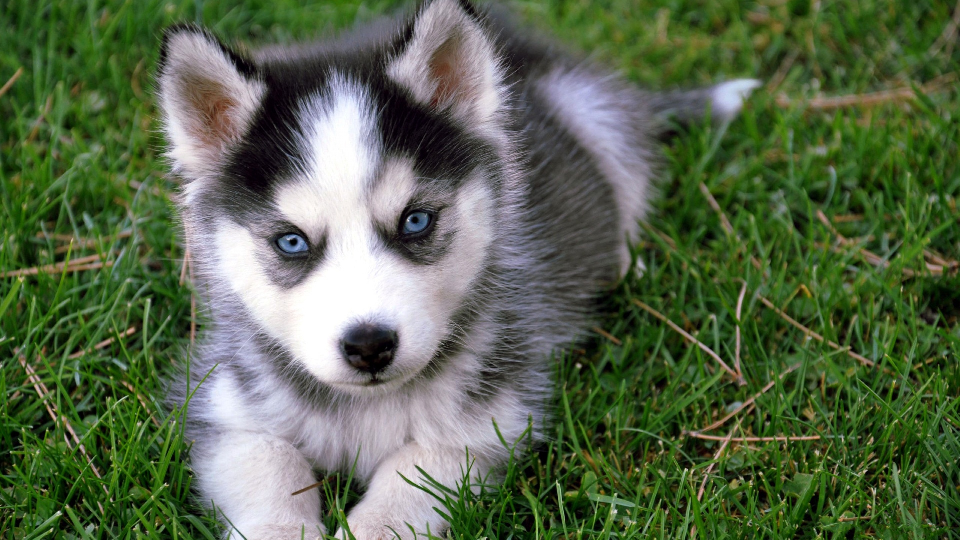 Cute Puppy HD Wallpapers 