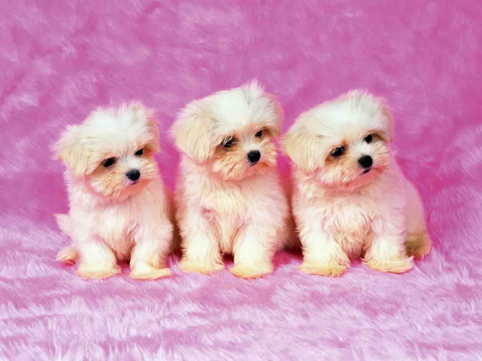 Free Download Cute Puppy Wallpapers 