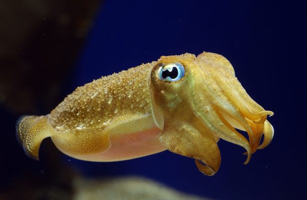 Cute Octopus Images.