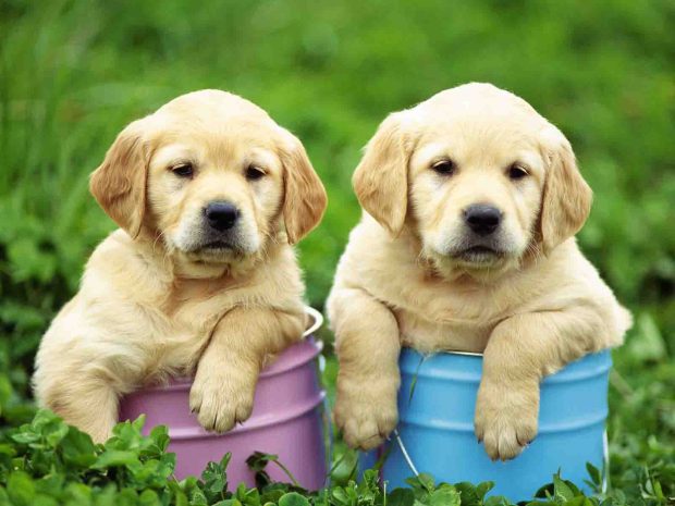 Cute Puppies Dog Background 1600x1200.
