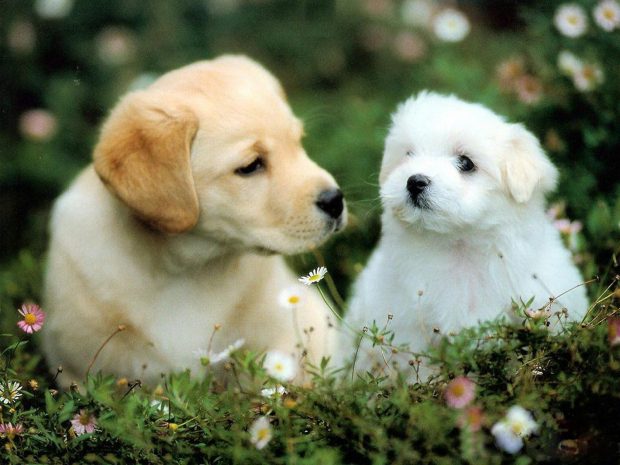 Cute Puppies Dog Wallpaper.