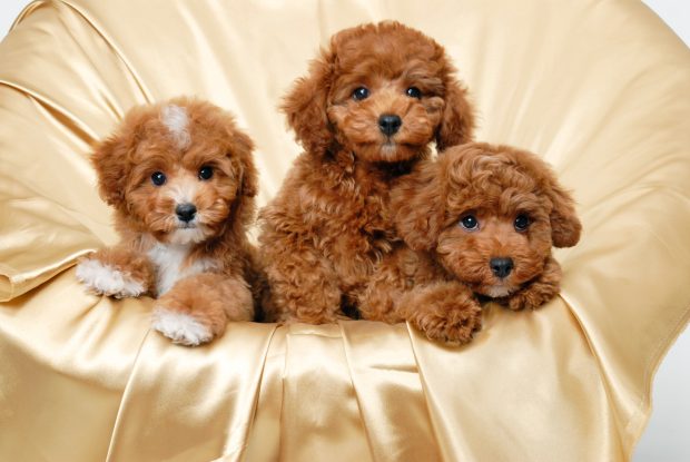Cute Puppies Wallpapers HD Free.