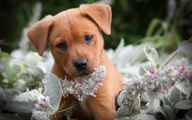 Cute Puppy Background Download Free.