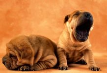 Cute Puppy Background Download Free.