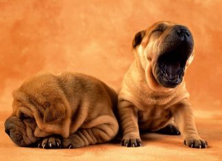 Cute Puppy Background Download Free.