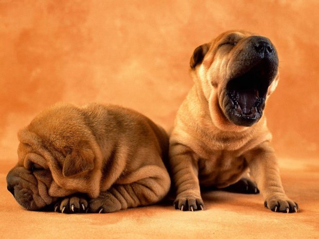 Cute Puppy Background Download Free.