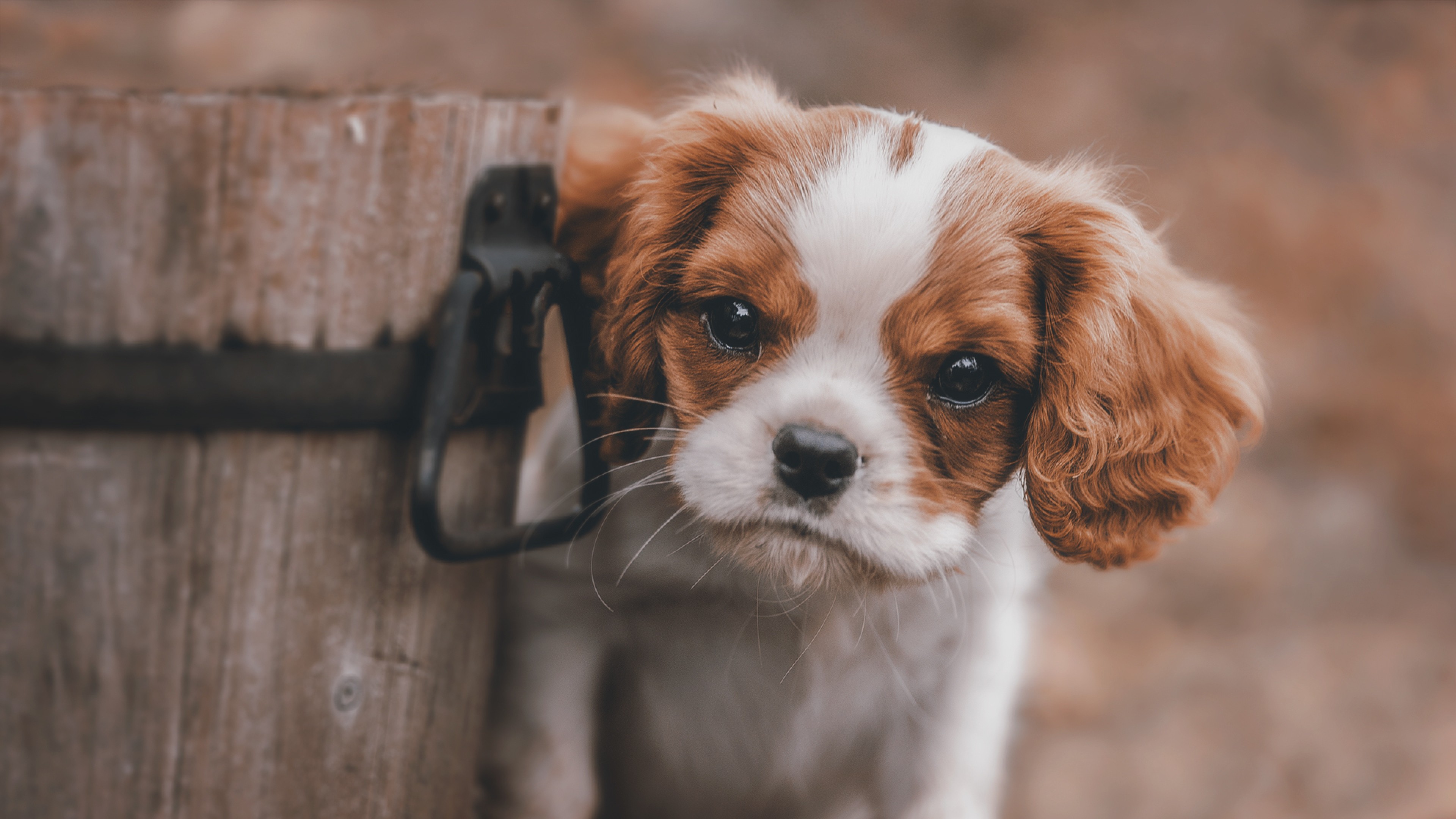 HD Cute Puppy Backgrounds | PixelsTalk.Net