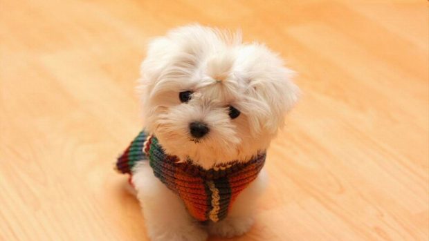 Cute Puppy Background Full HD.