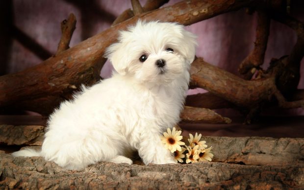 Cute Puppy Background HD.