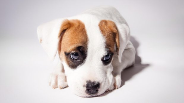 Cute Puppy Background HD.