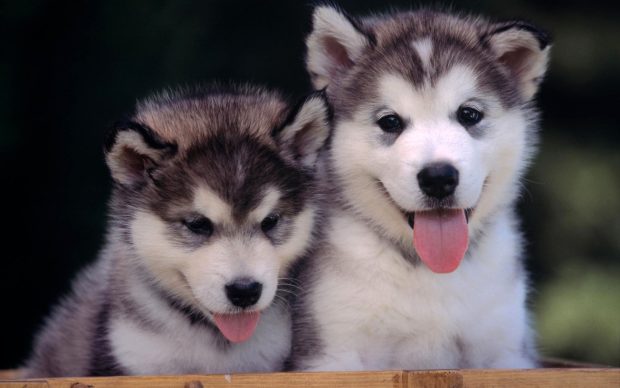 Cute Puppy Backgrounds.