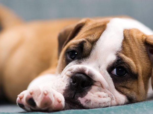 Cute Puppy Bulldog Background.