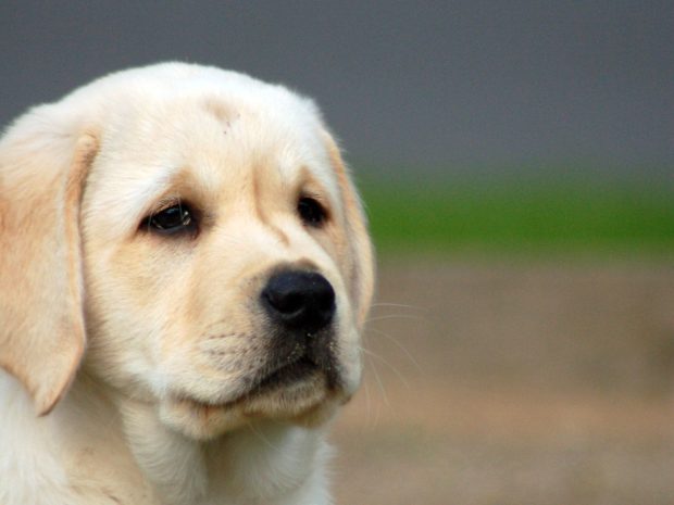 Cute Puppy Dog Looks So Sad Wallpaper.