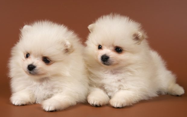 Cute Puppy Dogs Wallpaper HD.