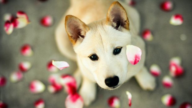 Cute Puppy Face Wallpaper.