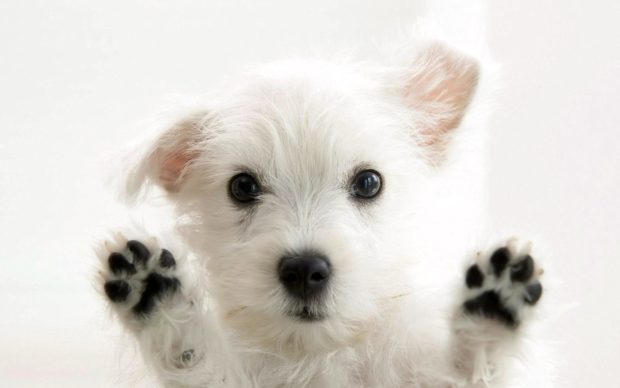 Cute Puppy HD Background.