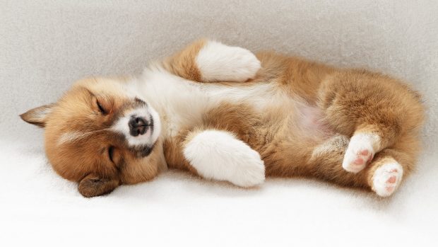 Cute Puppy HD Background.