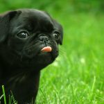 Cute Puppy HD Wallpaper.