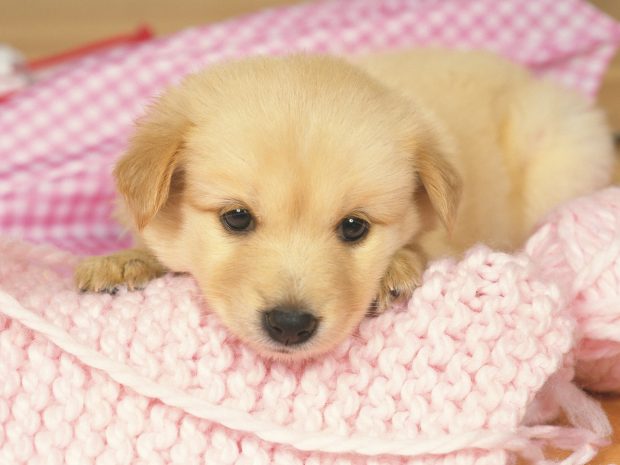 Cute Puppy HD Wallpaper.